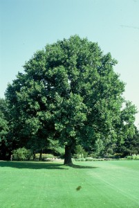 Tilia cordata winterlinde
